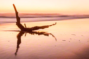 Visiting Sentry (c) Margo Taussig Pinkerton