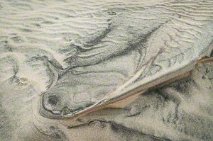 Sand Fish (c) Margo Taussig Pinkerton