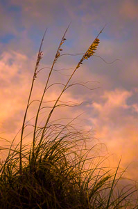 Sea Oats (c) Margo Taussig Pinkerton